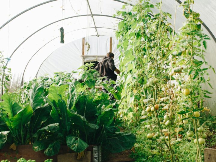 Conservatorio e Giardino Botanico di Ginevra